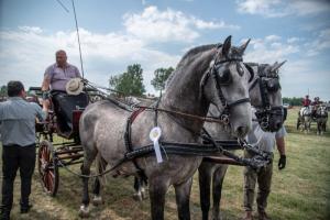 Lovasnap 2019. (foto: Jenei Boldizsár) - 2019. 07. 07.