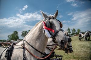 Lovasnap 2019. (foto: Jenei Boldizsár) - 2019. 07. 07.