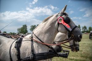 Lovasnap 2019. (foto: Jenei Boldizsár) - 2019. 07. 07.