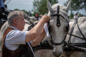 Lovasnap 2019. (foto: Jenei Boldizsár) - 2019. 07. 07.