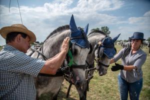 Lovasnap 2019. (foto: Jenei Boldizsár) - 2019. 07. 07.